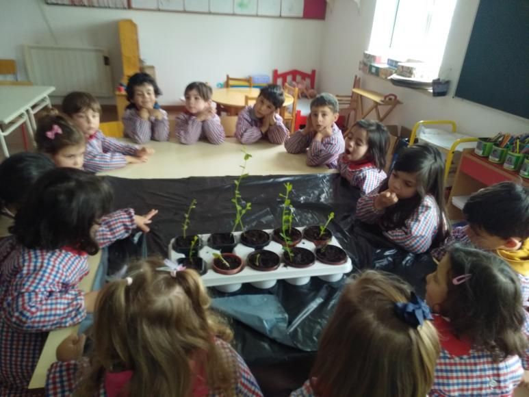 Projeto da Semente &agrave; &Aacute;rvore